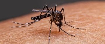 Malaria Profile At Home